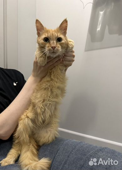 Метис мейн-куна в добрые руки