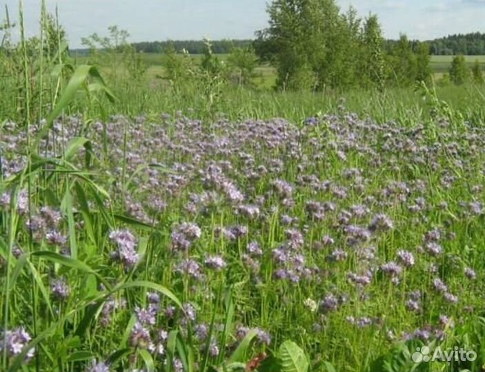 Луговое разнотравье мёд - с доставкой