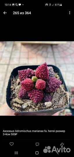 Оптовые совместные закупки суккулентов