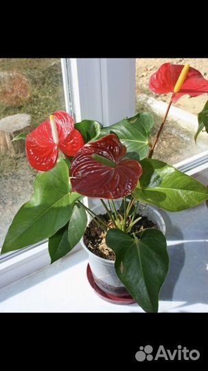 Антуриумы: диамонд ред, эссенция, спирит и др