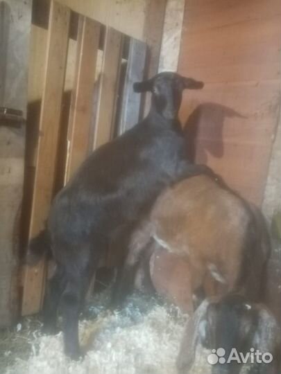 Козочка 4 месяца