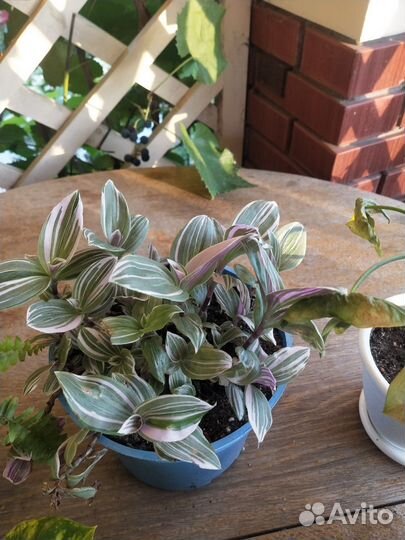 Комнатные цветы