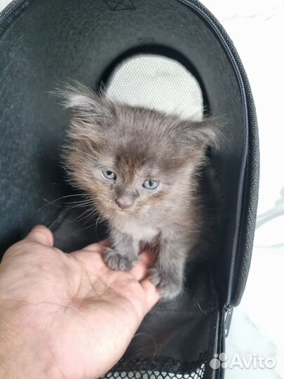 Котёнок мейн-кун помесь