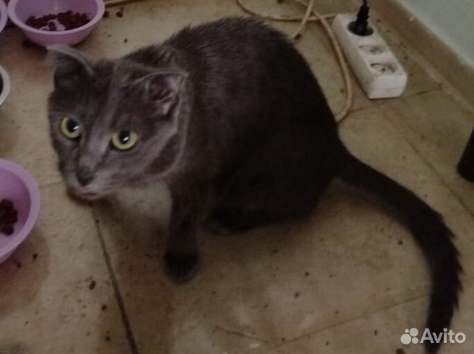 Отдам в добрые руки котят