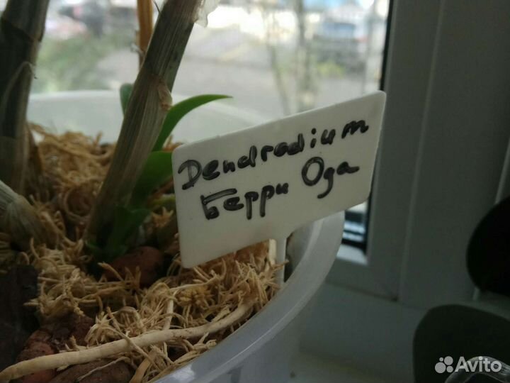 Дендробиум Берри Ода