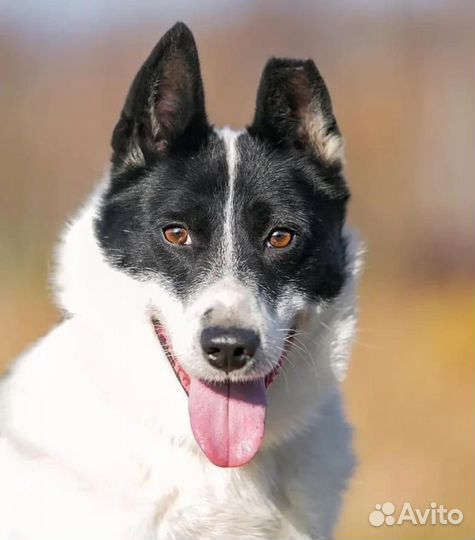 Собака в добрые руки