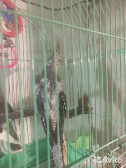 Птенцы кореллы