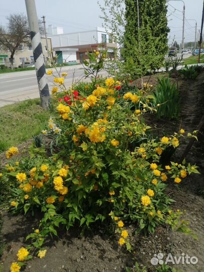 Керрия японская