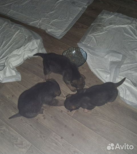 Щенки в дом