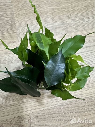 Фикус лакия, бафт, моник, голден моник