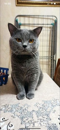 Шотладские вислоухие котята