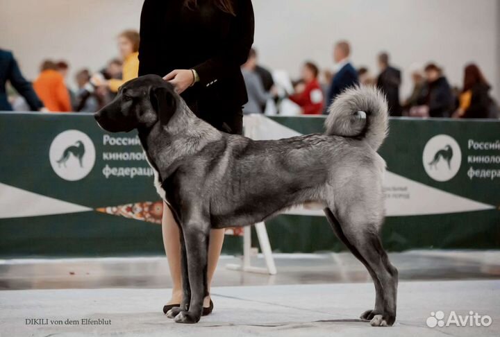 Кангал. Кангальская овчарка. Щенки кангала. Вязка