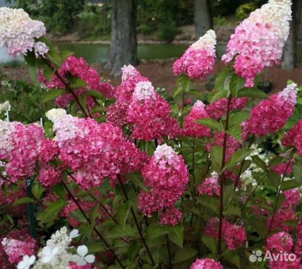 Гортензия метельчатая 