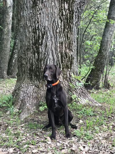 Курцхаар вязка