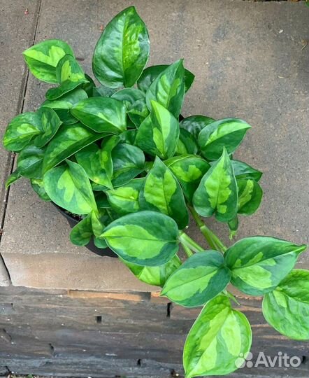 Сциндапсусы - эпипремнумы