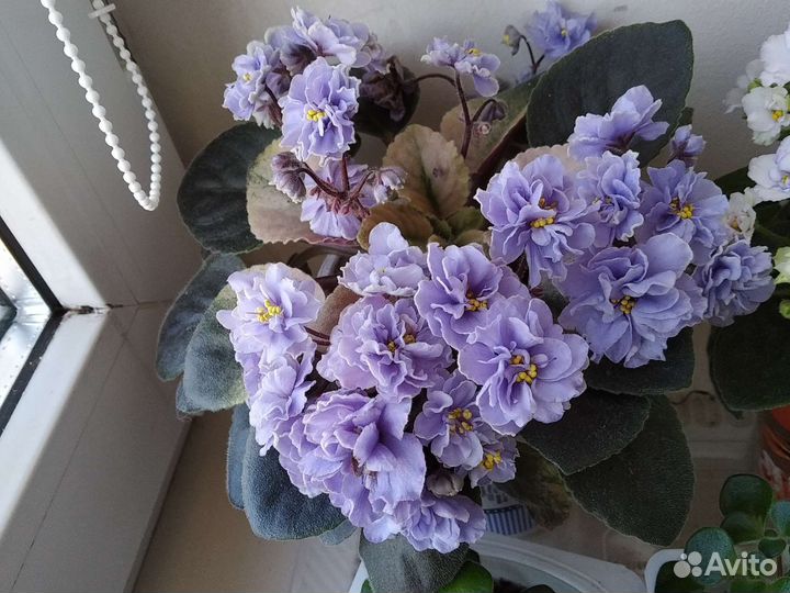 Сортовые фиалки