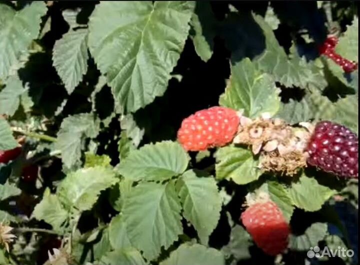 Продам саженцы ежемалины Тайберри