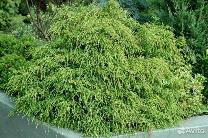 Кипарисовик 1(читайте описание)