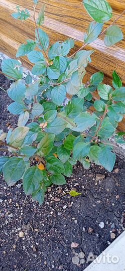 Кизильник блестящий