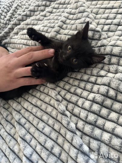 Кошка в дар