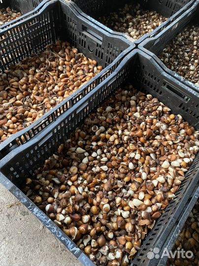 Луковицы Голландских Тюльпанов