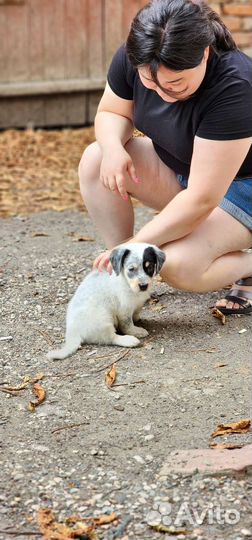 Рони в добрые ручки