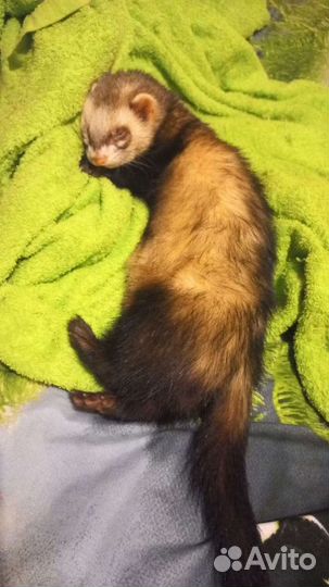 Домашний хорек