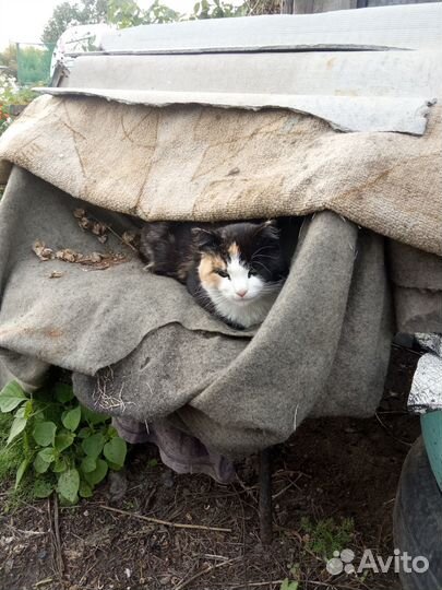 Отдадим котят
