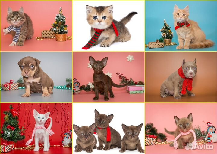 Фотосъемка животных