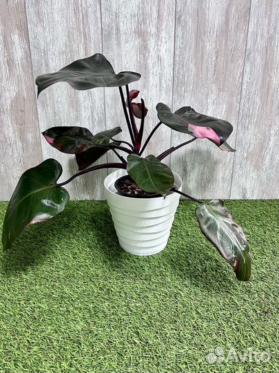 Филодендрон