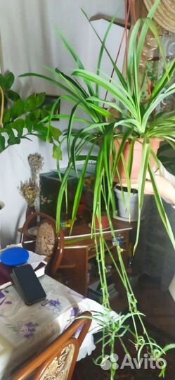 Хлорофитум