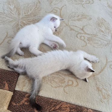 Сиамский котёнок