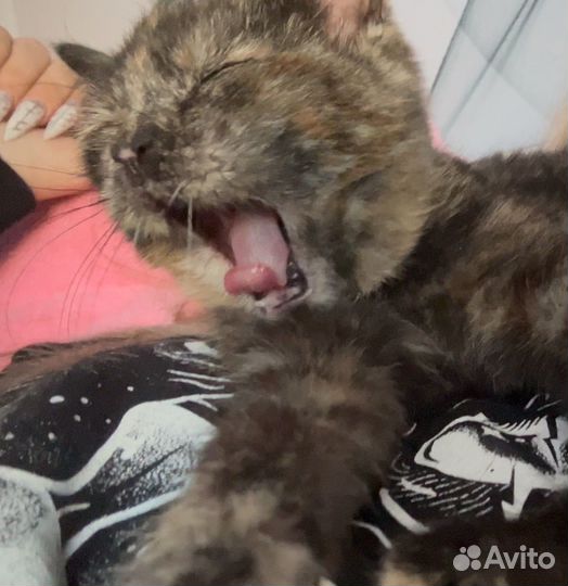 Котенок в добрые руки