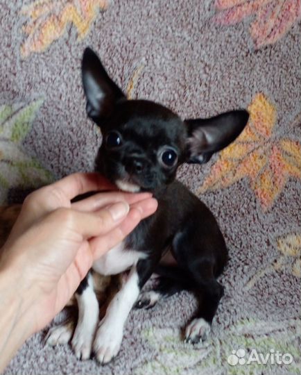 Щенок чихуахуа