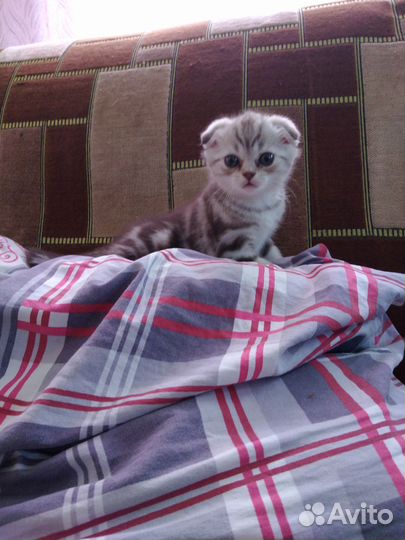 Шотландские вислоухие котята