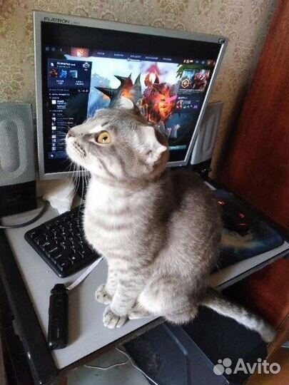 Шотландская вислоухая кошка