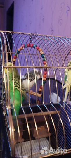 Волнистый попугай