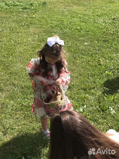 Ручной нежный крольчонок