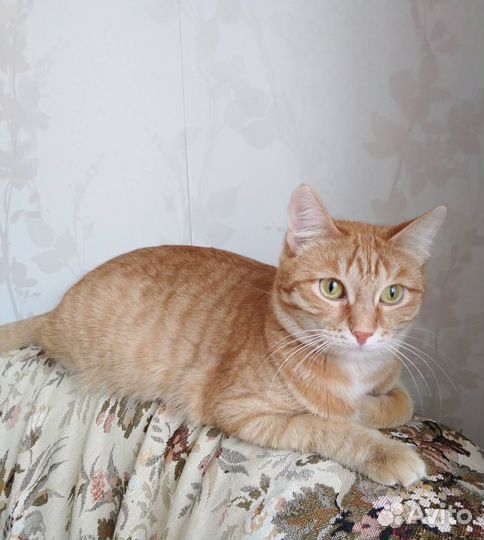 Кошечка Мальта