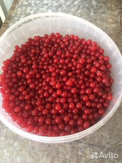 Красная смородина