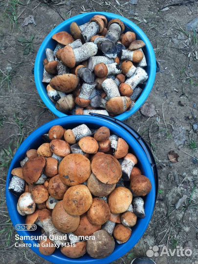 Грибы подосиновики