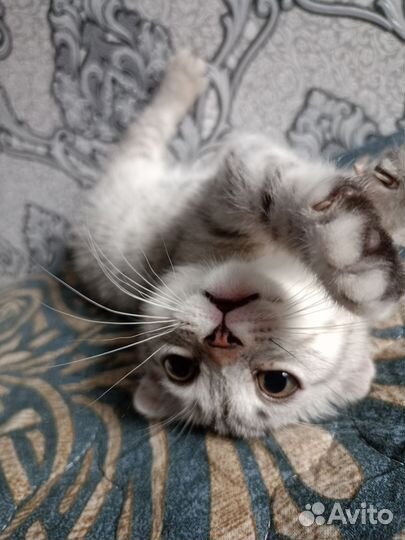 Шотландская вислоухая