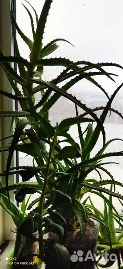 Алоэ древовидное