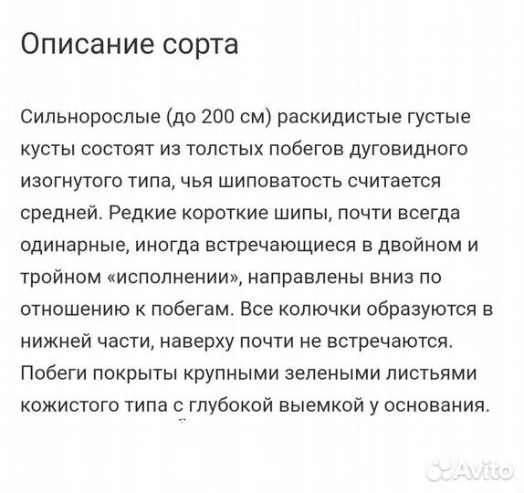 Крыжовник Финик