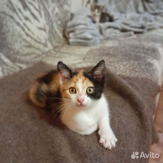 4 милые котёнка. 3 девочки и 1 мальчик