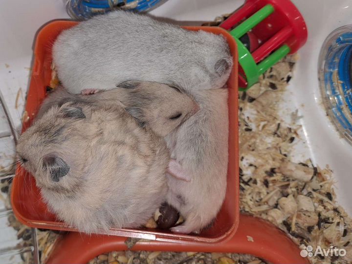 Сирийские хомячки