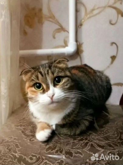 Шотландские