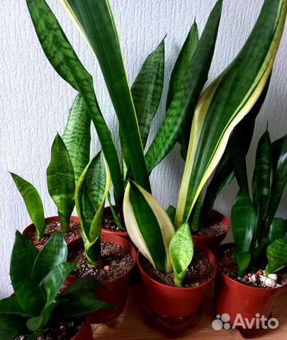 Сансевиерия