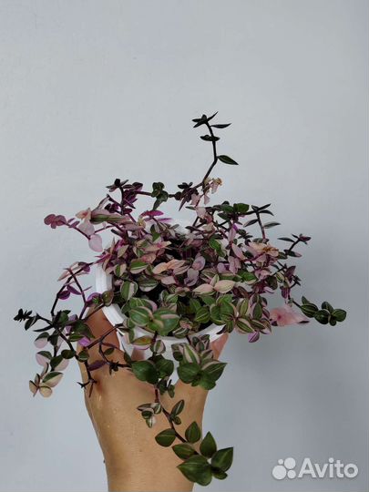 Традесканции