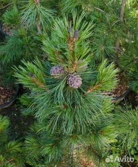 Сосна кедровая привитая